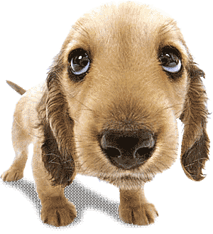 download.blog?fhandle=MDRyUGpAZnM0LmJsb2cuZGF1bS5uZXQ6L0lNQUdFLzMxLzMxNTguZ2lmLnRodW1i&filename=3158.gif