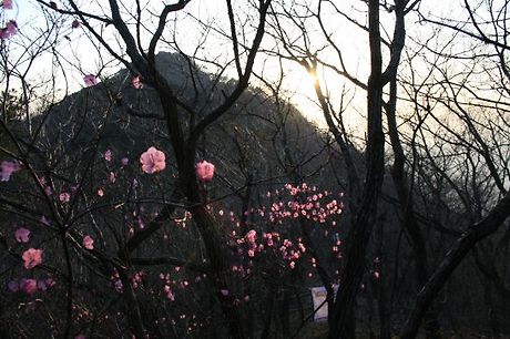 저녁숲 이미지
