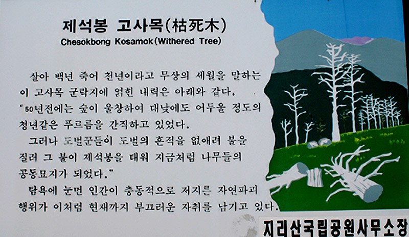 고사목 이미지