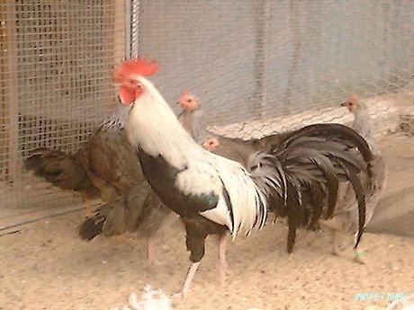 토종닭 이미지