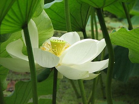 금당백련 이미지