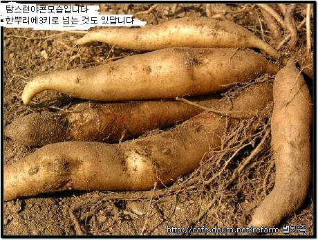 야콘 이미지